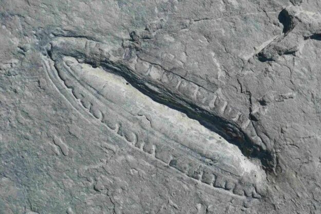 1061411-1117074085
